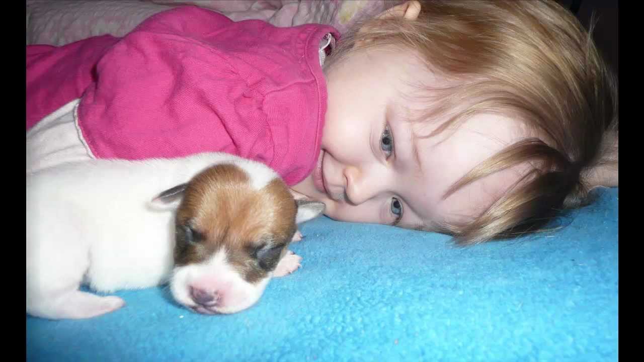 Szczenięta Jack Russell Terrier puppies- ZAKIRA