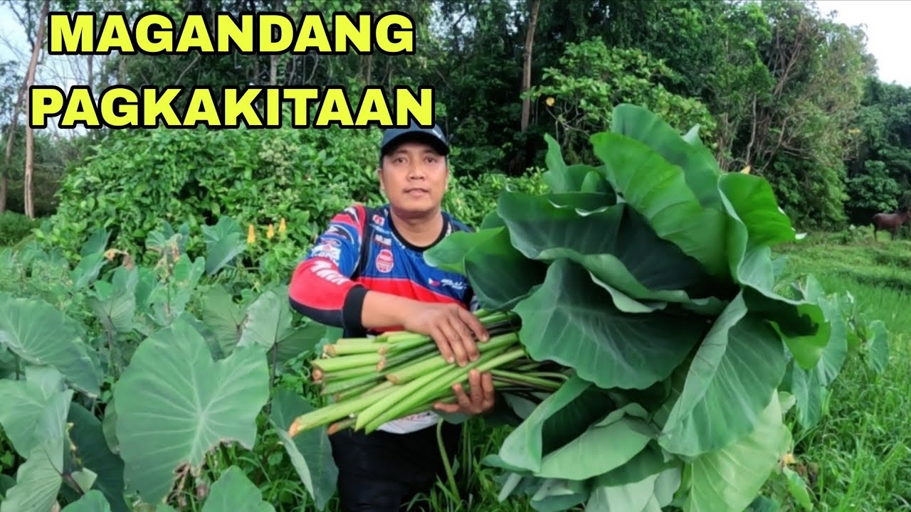 Lain magandang pagkakitaan Sipag lang ang puhunan 