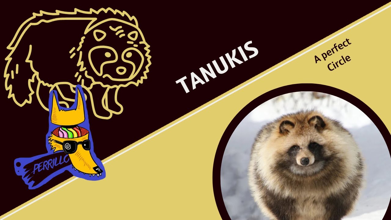 Tanukis: Con los huevos bien puestos. | Ep 129| CULTURA COLMILLUDA