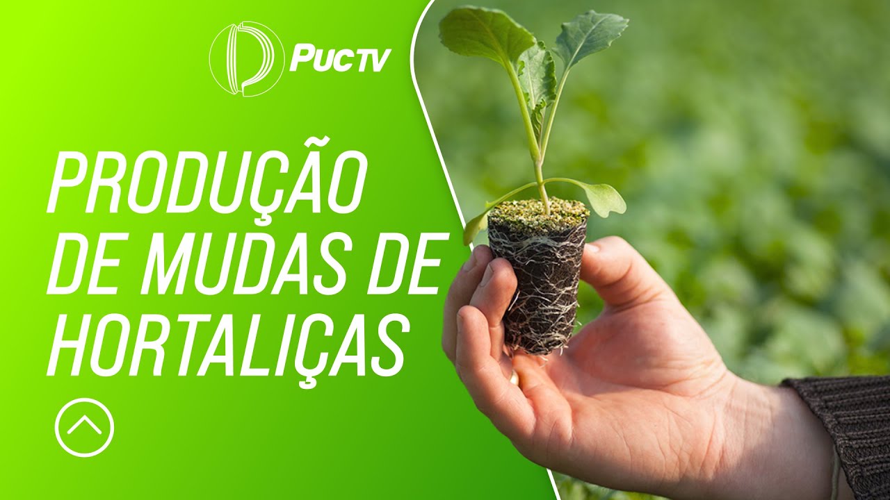 Produção de mudas de Hortaliças