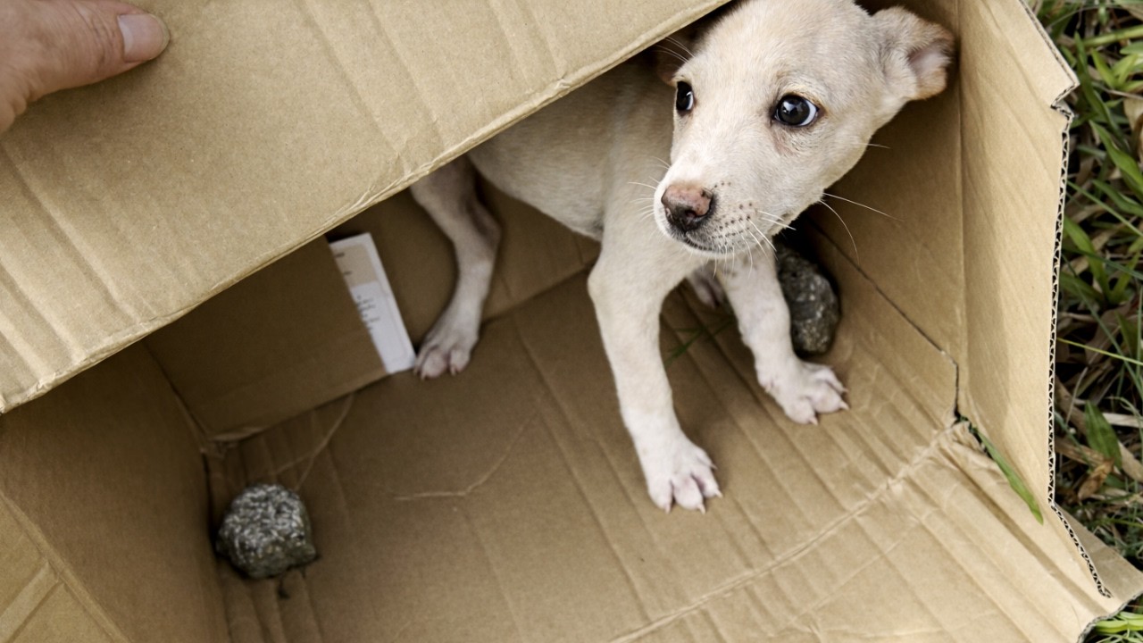 He Waited All Day… This Abandoned Puppy Hoped Someone Would Take Him Home