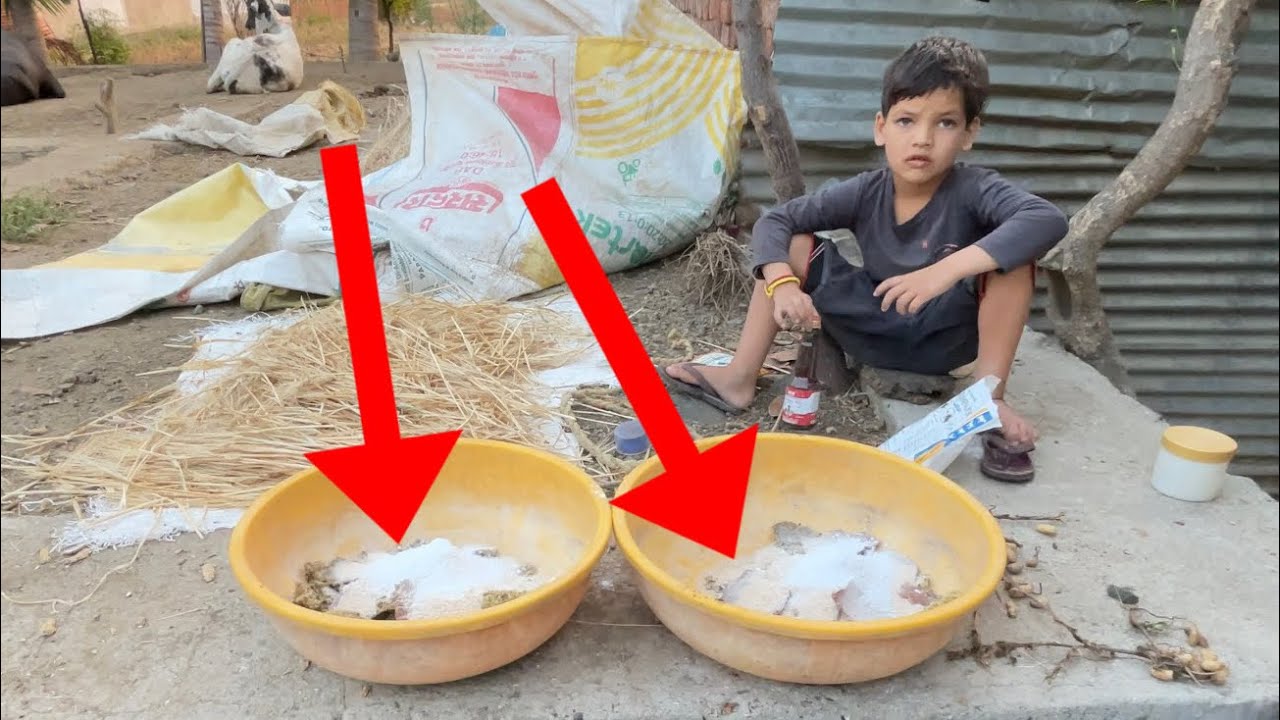 HARSHU ne भैंस को खाने के लिए kya भिगो दिया? 😳
