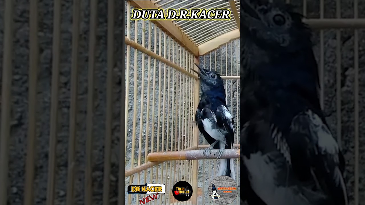 SEREM 💥 DUTA DR KACER BEKASI