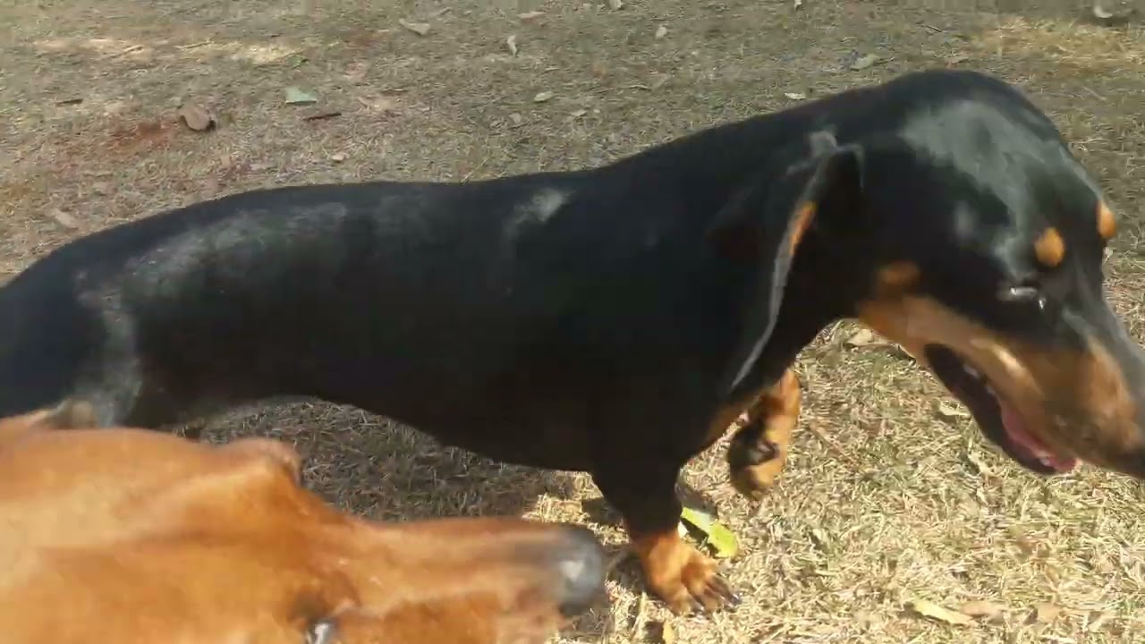 Tirando o stress das basset
