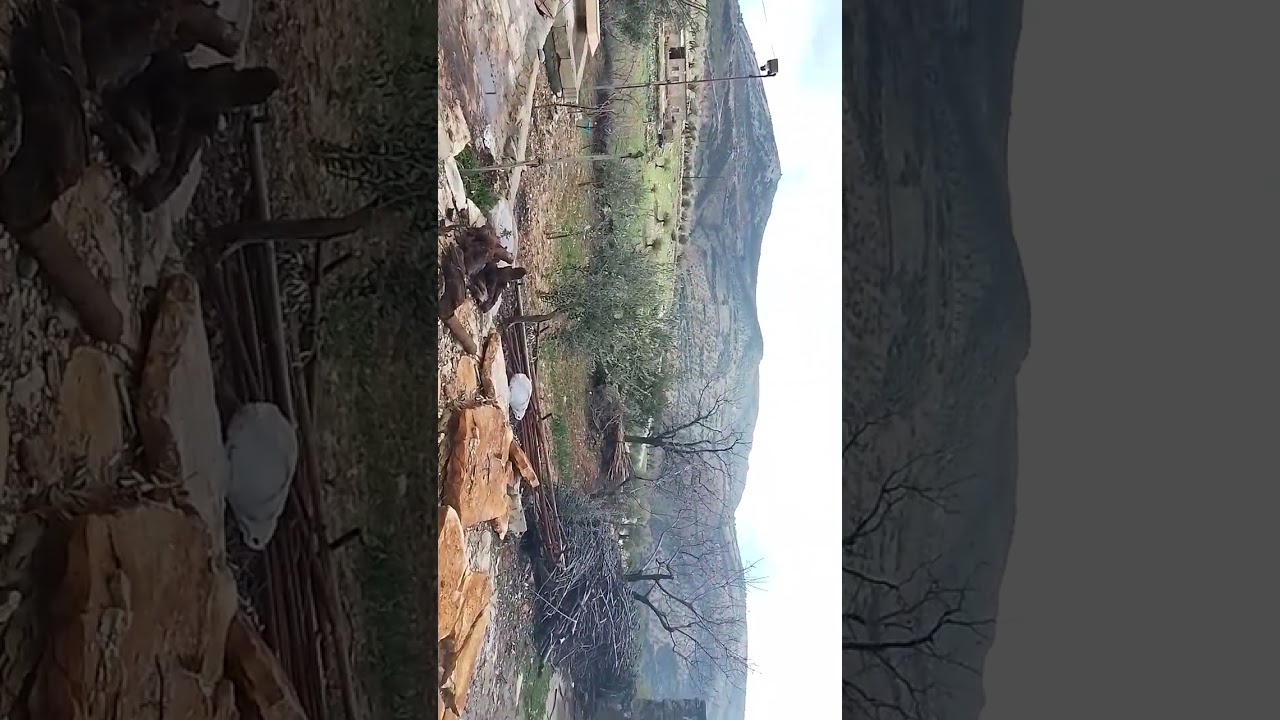 ١٩ شباط ٢٠٢٦