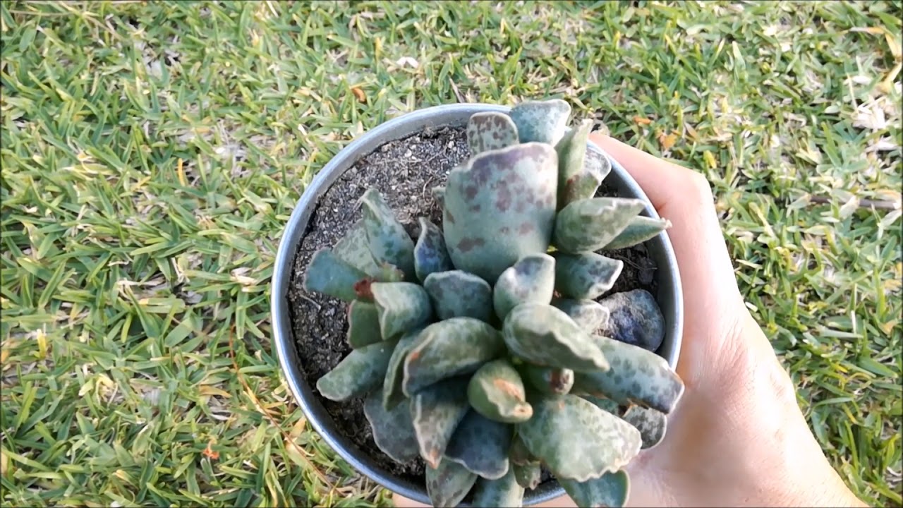 ADROMISCHUS COOPERI, CUIDADOS BÁSICOS DE ESTA PEQUEÑA PLANTA SUCULENTA.