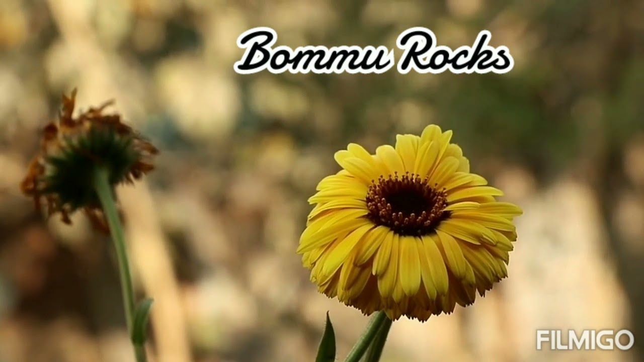 Bommu Rocks- Education in Technology(Kiruthick Nethra E)