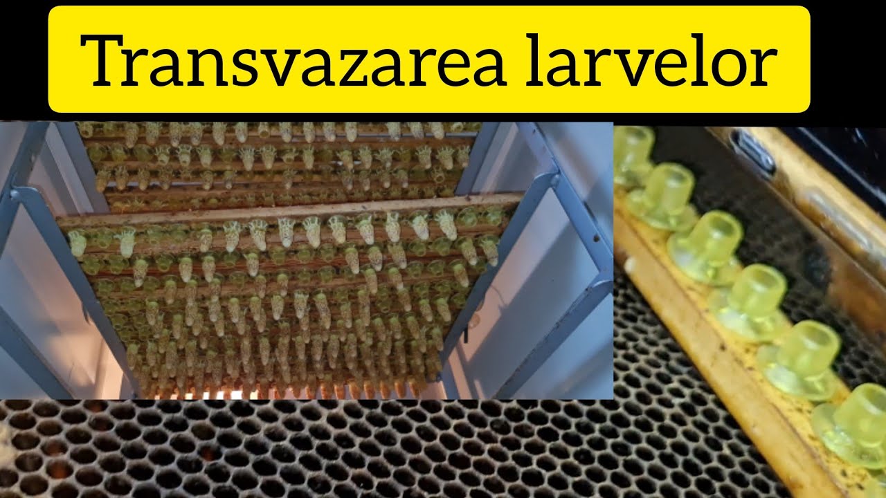 TRANSVAZARE DE LARVE , PUN BOTCI IN STARTER . VIDEO CU DETALII  SI 4K