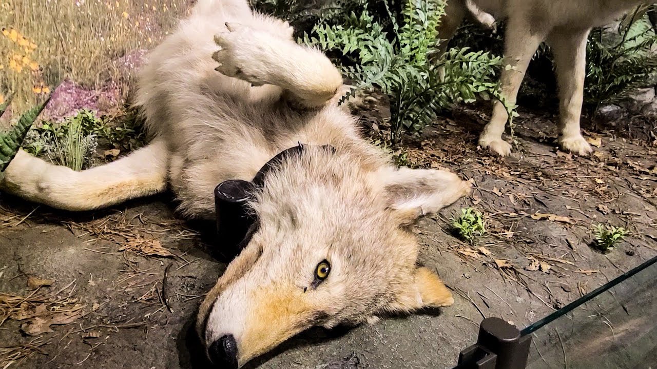 Touring International Wolf Center and Bear Center in Ely Minnesota!
