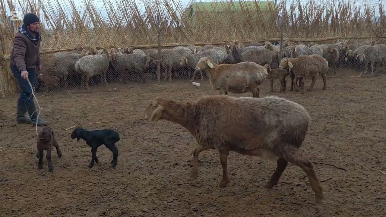 Оча бачакардан 