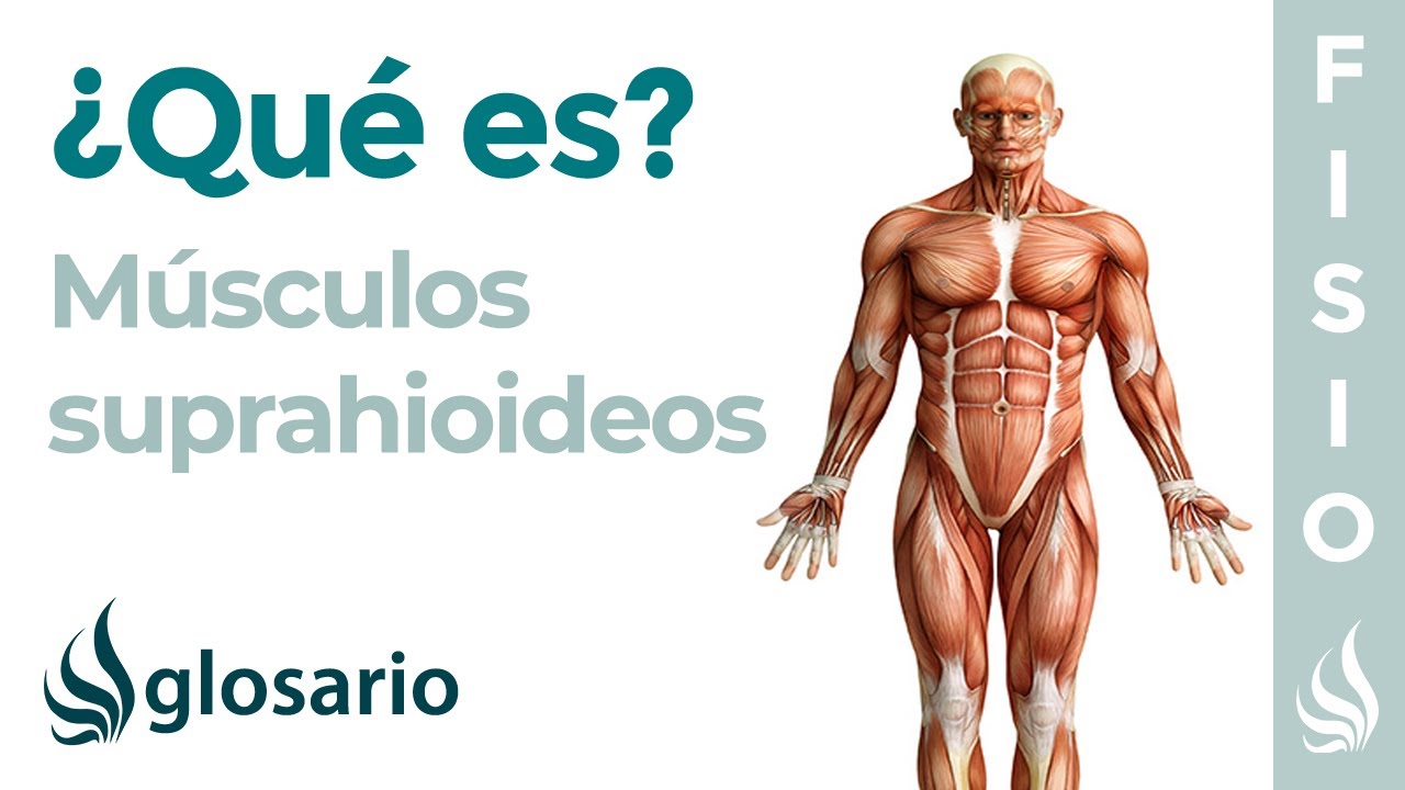 Músculo SUPRAHIOIDEOS | Qué son, ubicación, origen, inserción y función