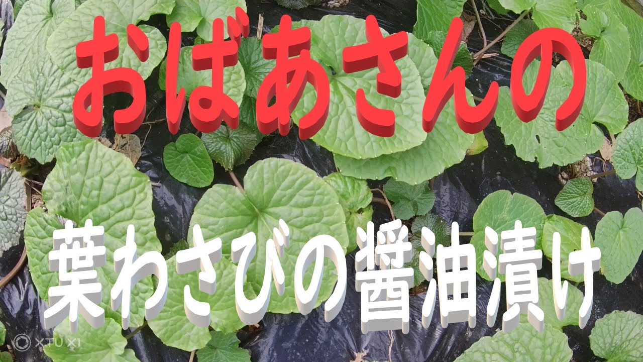 今日の料理　駒川農園（４）葉わさびのしょうゆ漬け　目指せ100品目　邑南町　駒川農園