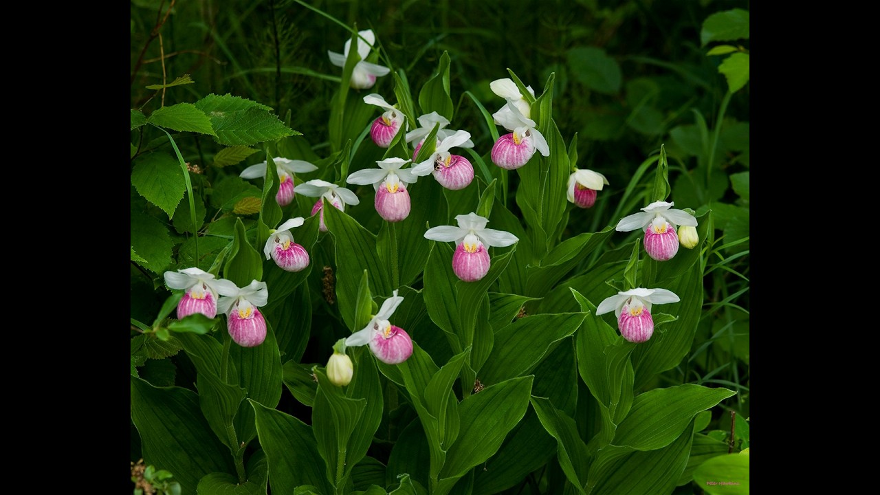 The showy lady's slipper Cypripedium reginae