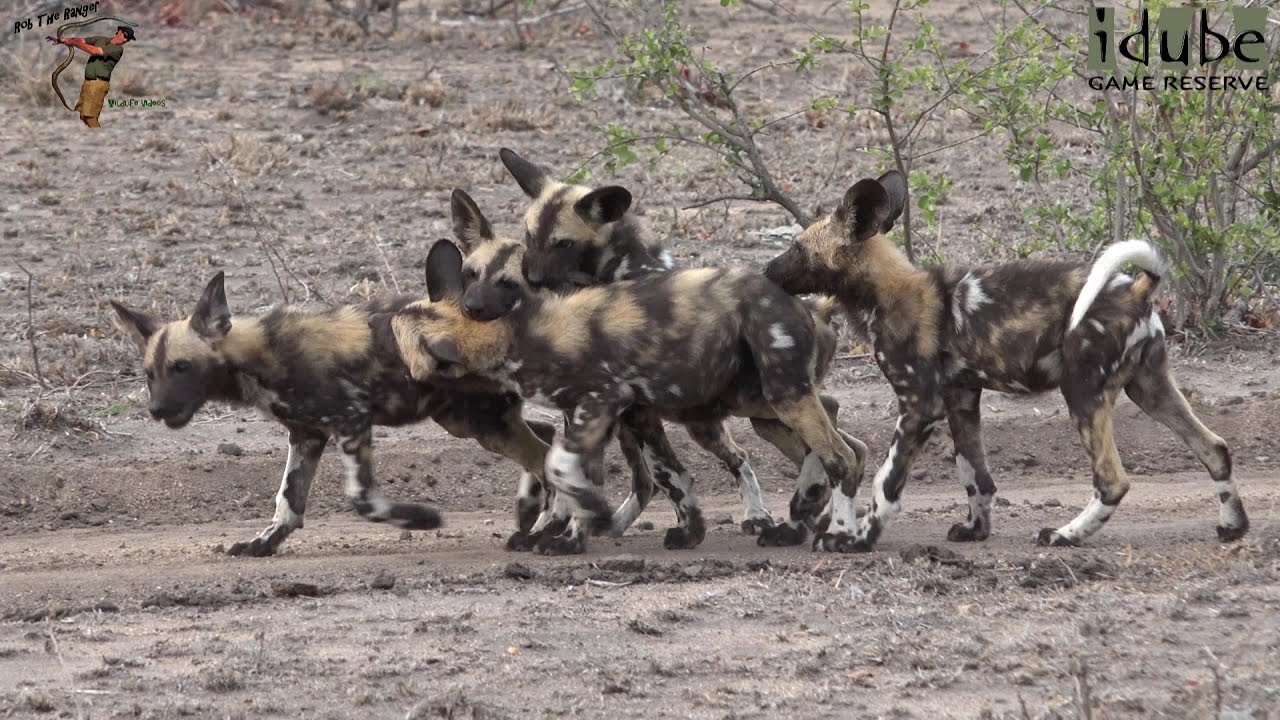 African Wild Dogs Play Then Chase Hyena