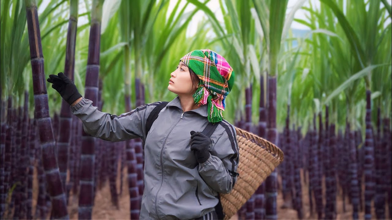 Full video: 15 days Tu Hoa harvesting sugarcane, happy days living with CEO Don in their new home.