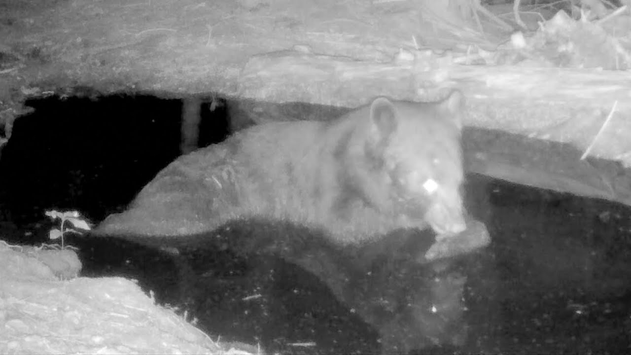 Big bear takes a late night wallow