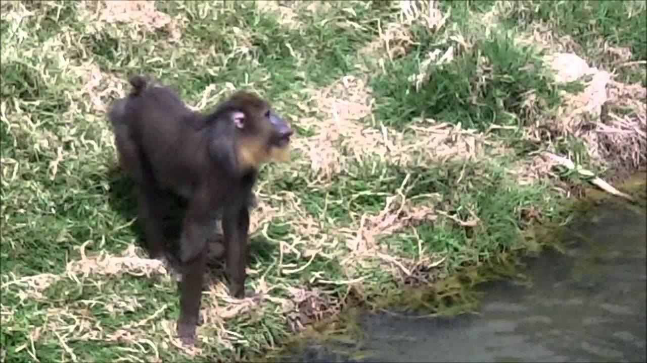 The Jerusalem Biblical Zoo