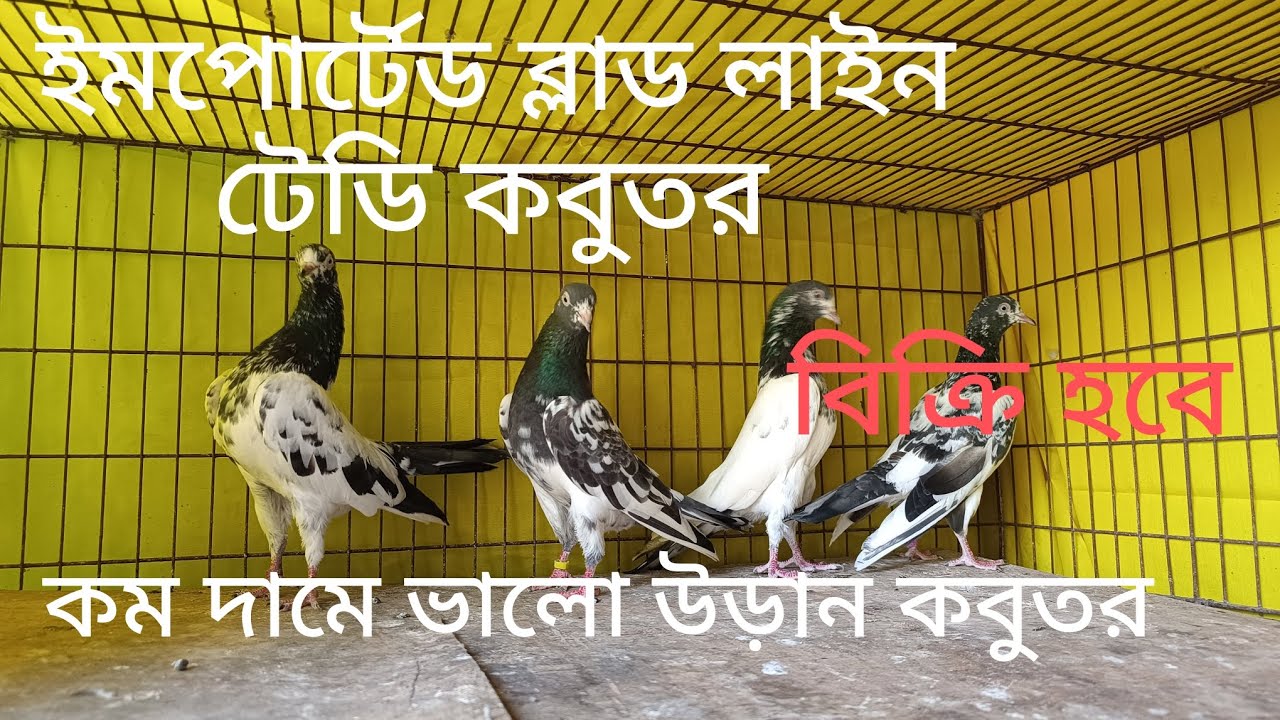 Teddy pigeon for sell.. ভালো মানের টেডি ডাবওয়ালা গোল্ডেন কবুতর বিক্রি হবে..