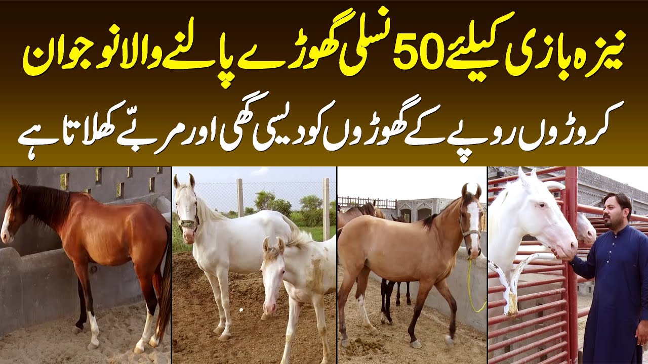 50 Nasal Ke Horse Palne Wala Naujawan - Croron Rupaye Ke Goron Ko Desi Ghee Aur Murabay Khilata Hai