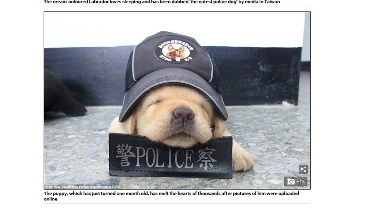 超萌小警犬拉拉 意外成國民外交大使｜拉布拉多｜新北市警犬｜新唐人電視台