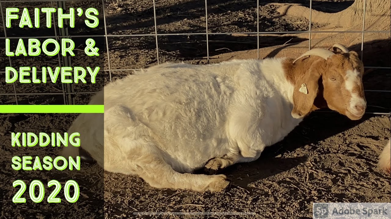 Faith’s Labor & Delivery | Boer Goat Kidding Season 2020