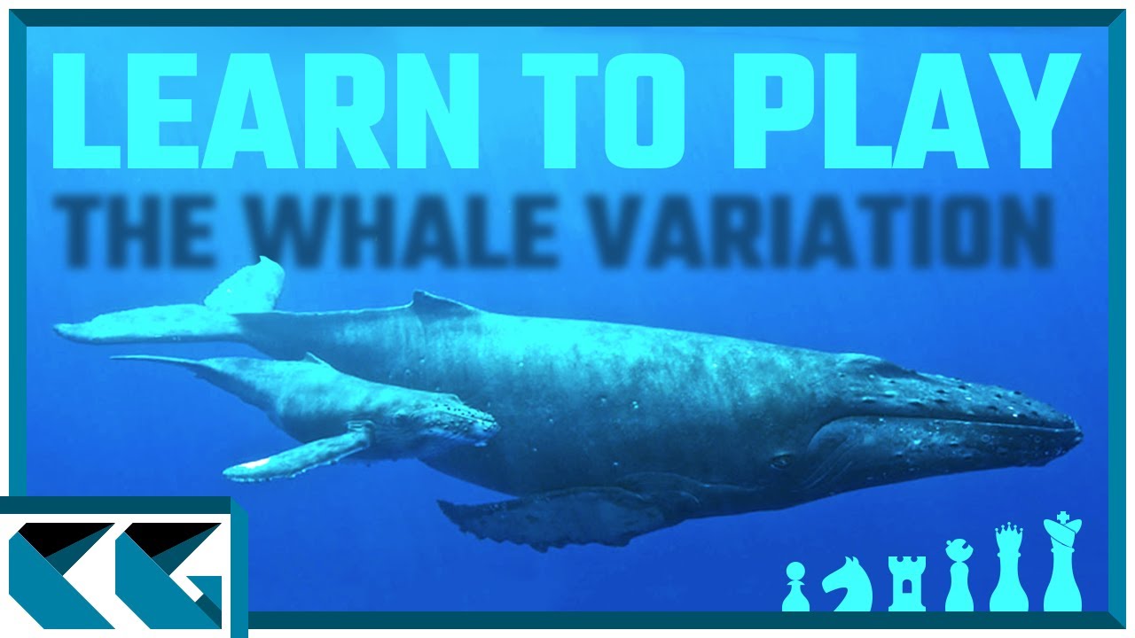 Chess Openings: Learn to Play the Whale Variation!