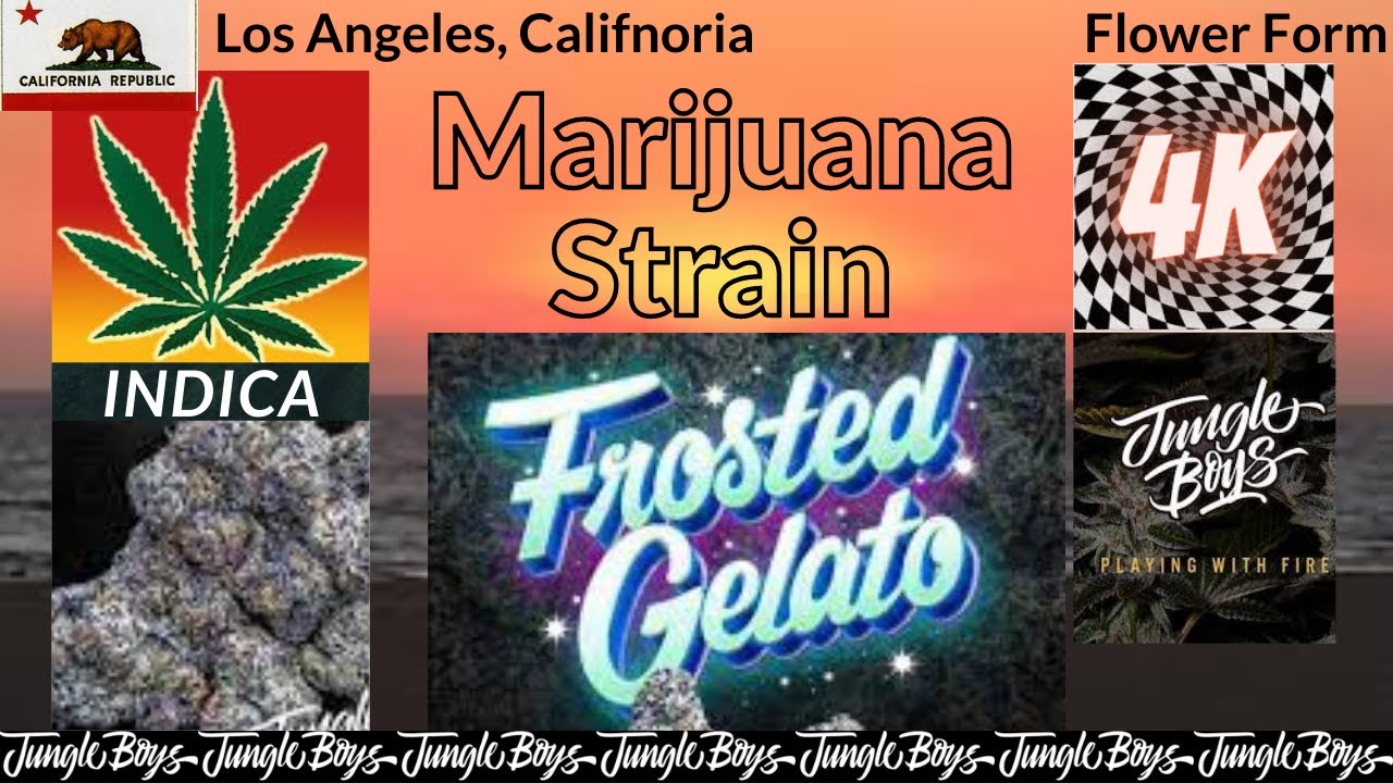 Frosted Gelato Marijuana Strain Details & Top Picked Pictures &ldquo;Jungle Boys Genetics&rdquo;