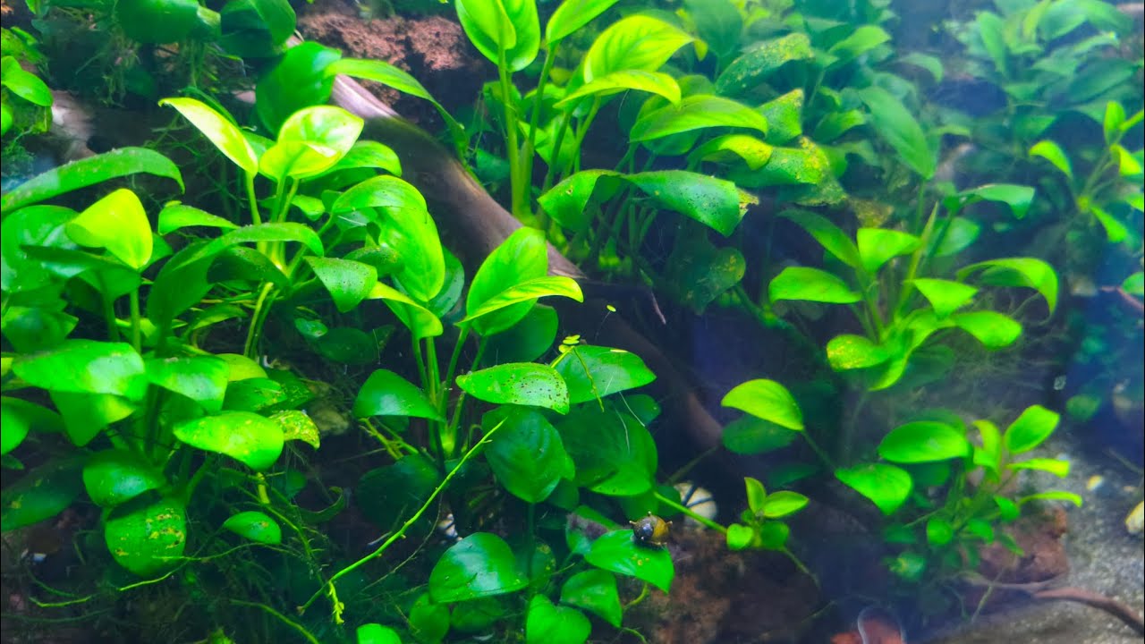 Restart Tank Anubias – Bongkar, Bersih, Susun Ulang!