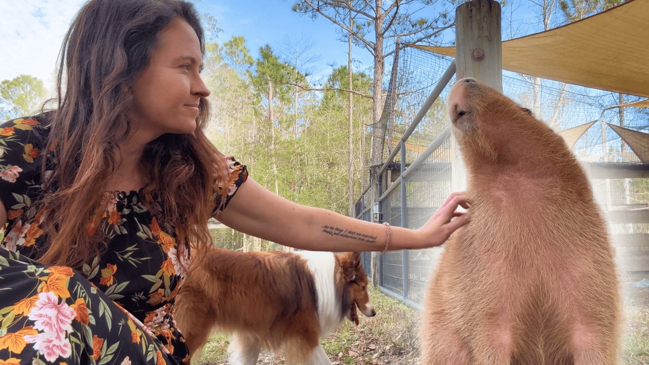 Capybaras Make New Friends