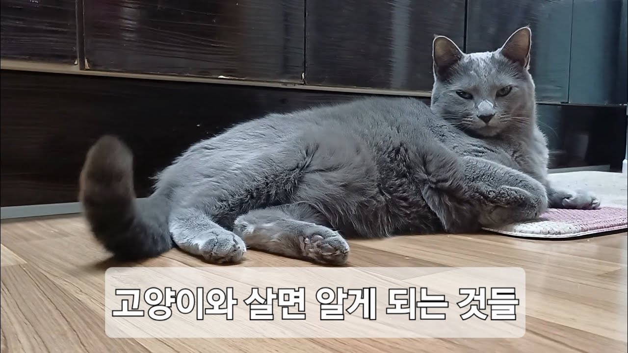 고양이와 살면 알게 되는 것들. 간단한 상식. #귀여운고양이 #착한고양이 #상식 #고양이 