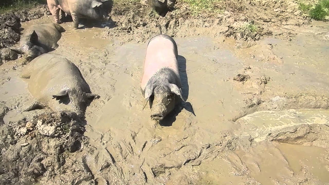 Schwäbisch-Hällische Schweine in der Suhle