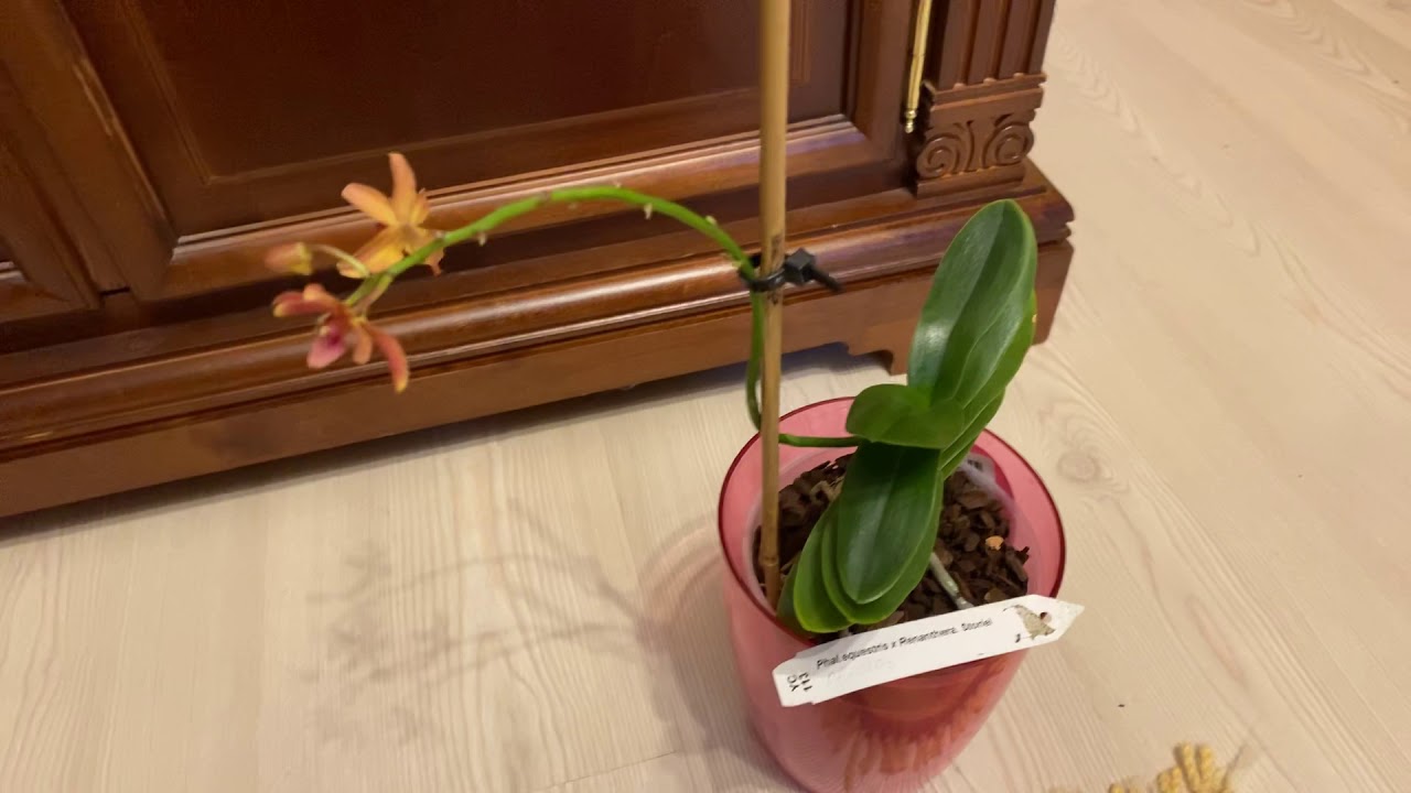 P.Equestris x Renanthera Storiei