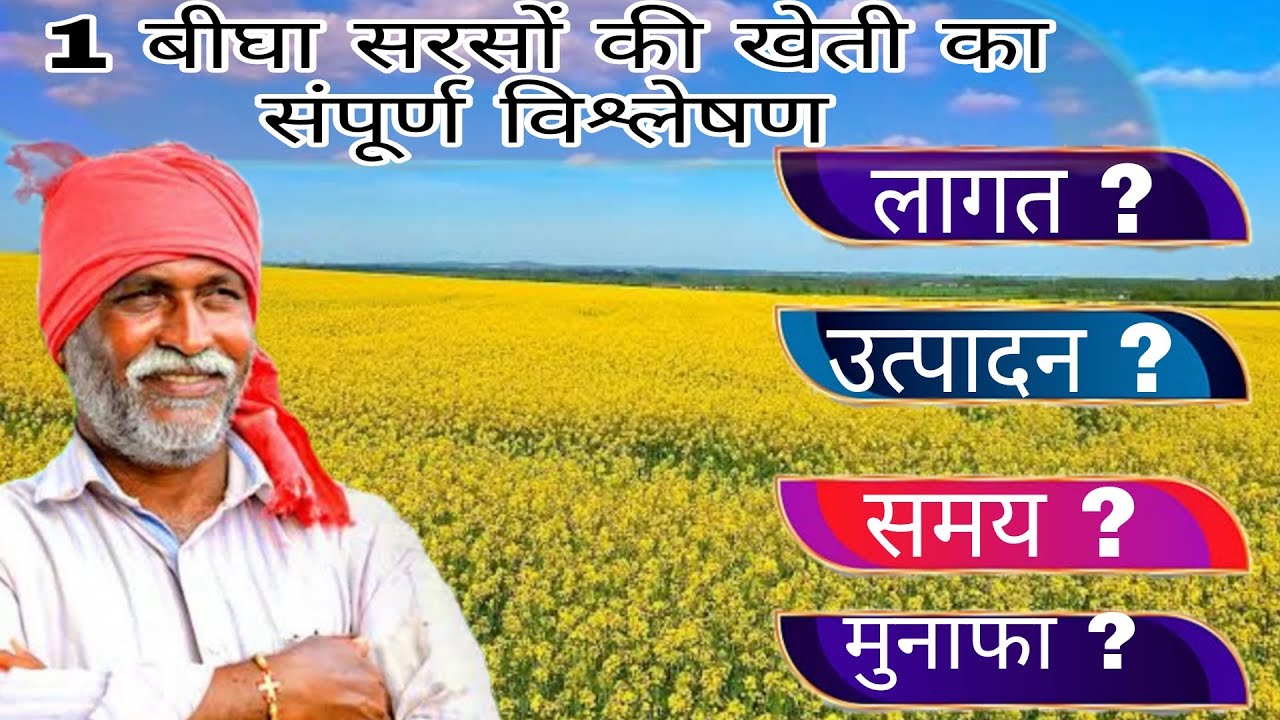 1 बीघा सरसो की खेती का संपूर्ण विश्लेषण || 1 bigha sarso ki khati me kitna munafa