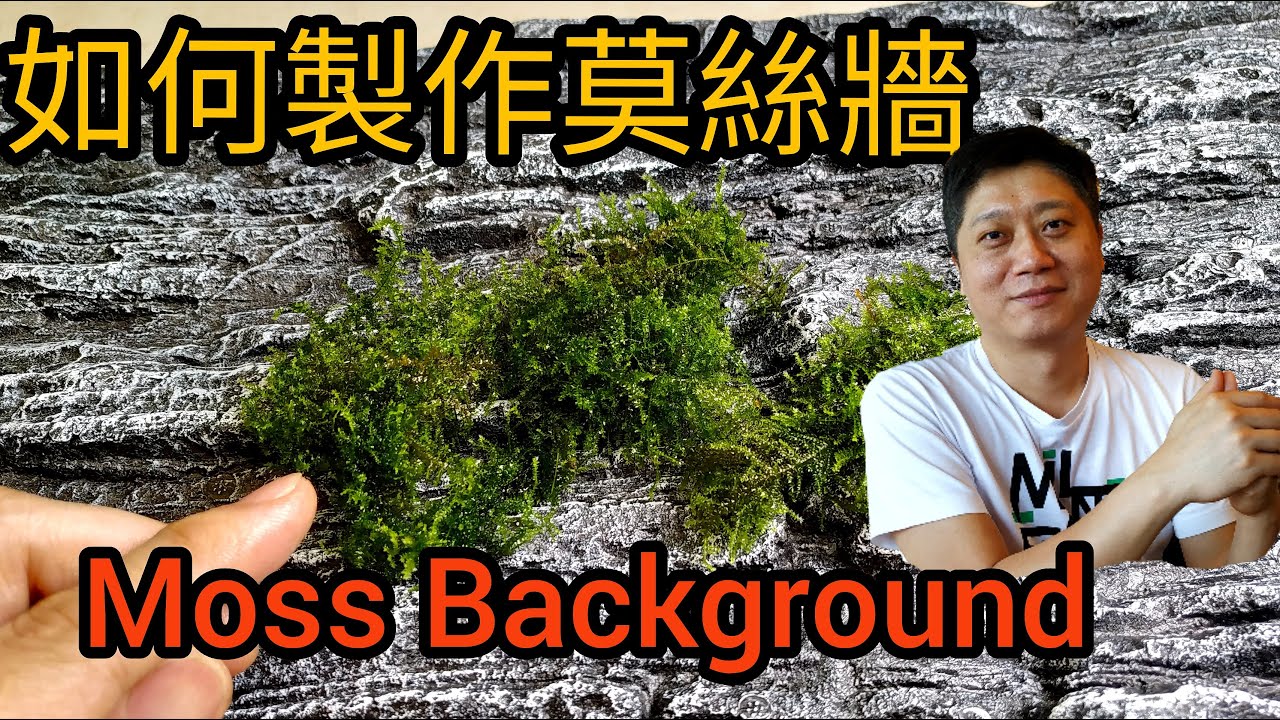 如何製作莫絲牆 (上集) 公開水草缸莫斯背景牆的大密秘 How to make moss background in fish tank Dutch style aquascaping
