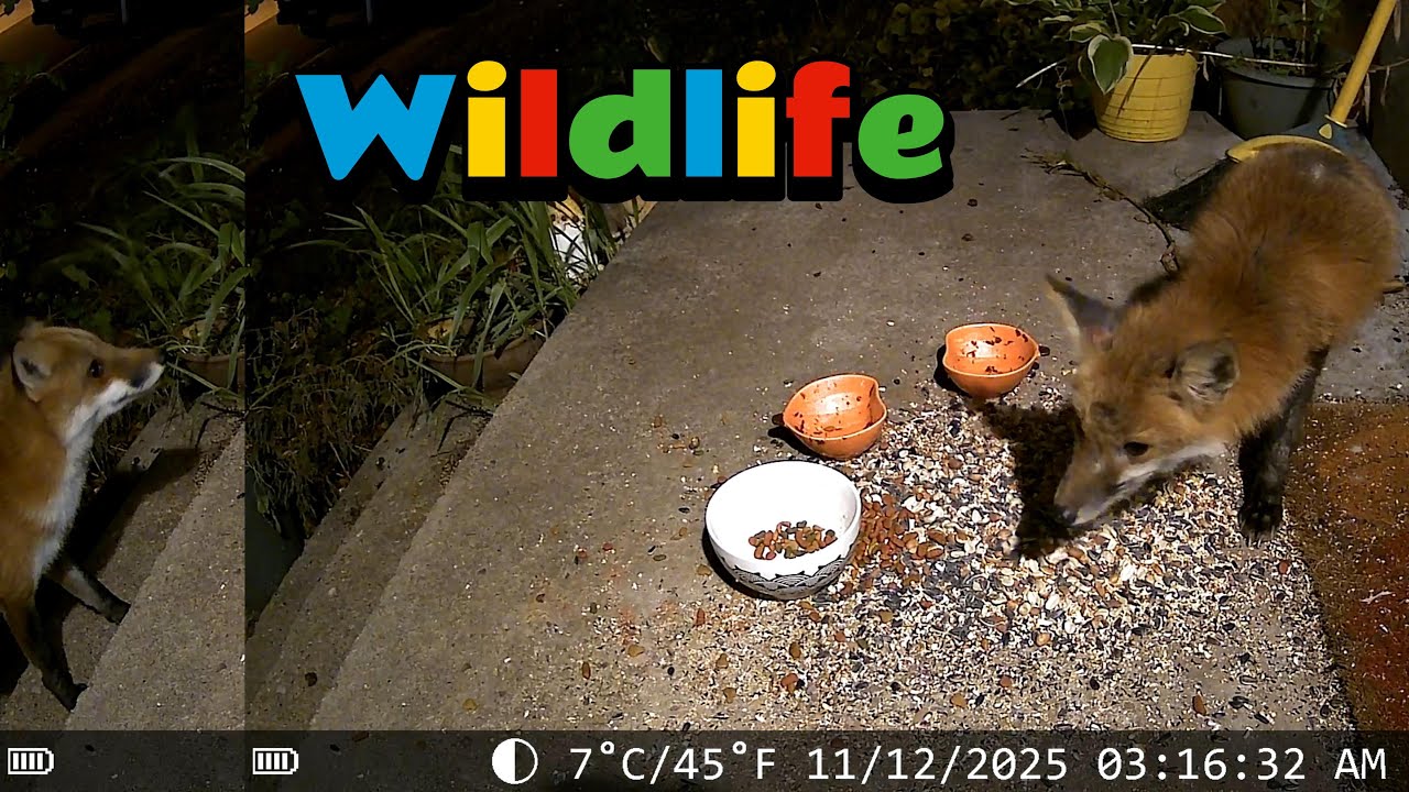 Foxes, Birds And Cats Caught On Trail Cam! 🦊😻🐦