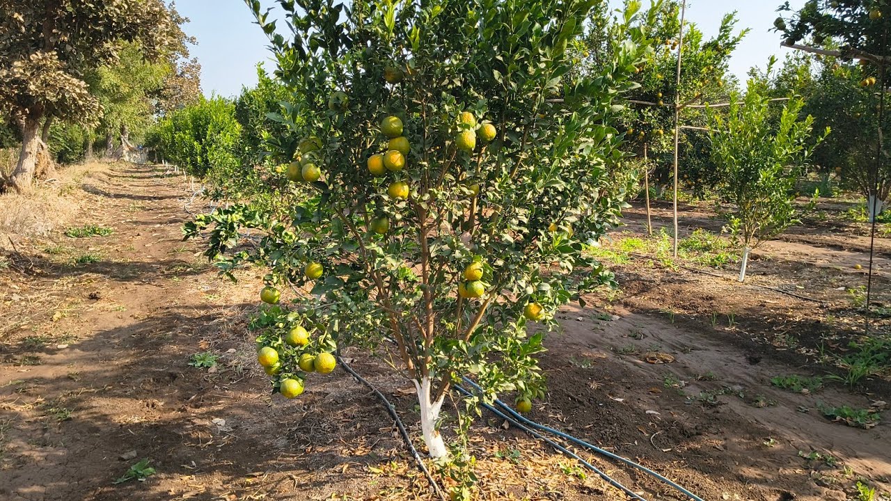 Episode 102 :- 🍈🍊Alemow Rootstock || अलीमो रूटस्टॉक संतरा #citrusfarming #orange #संतरा 