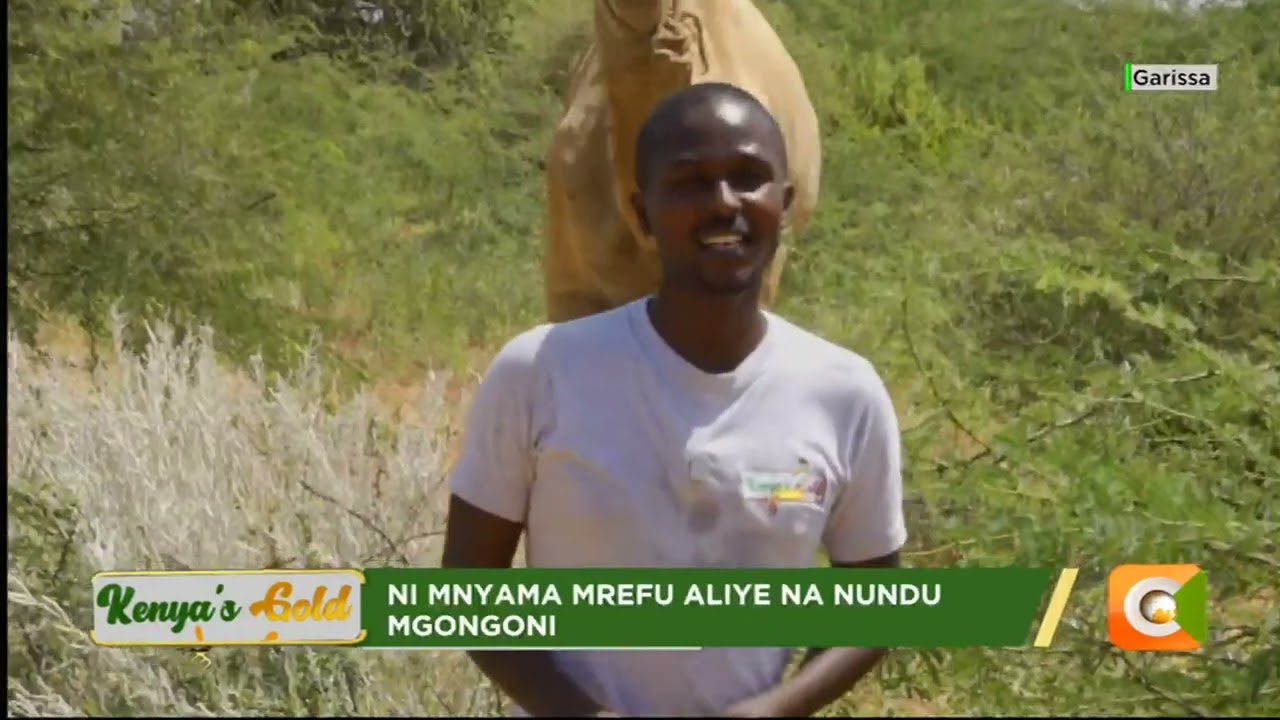 Kenya's Gold - Ukuzaji wa Ngamia - Gold Feature (Part 1)