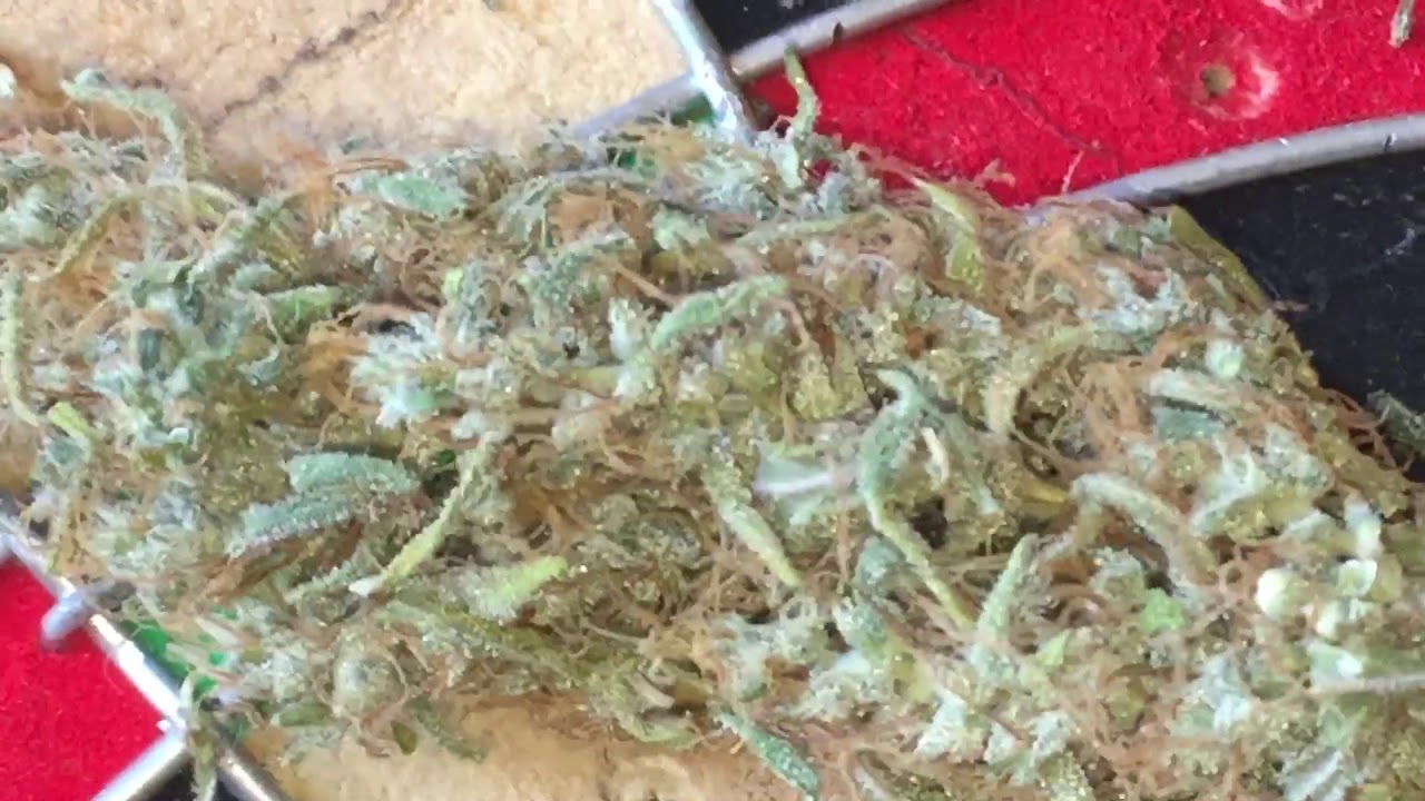 Chocolate haze vs strawberry cough