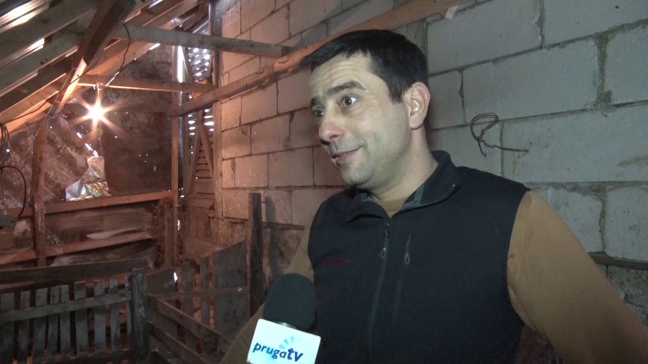 Đorđe Vićentijević iz Lajkovca uzgaja svinje autohtone rase moravka