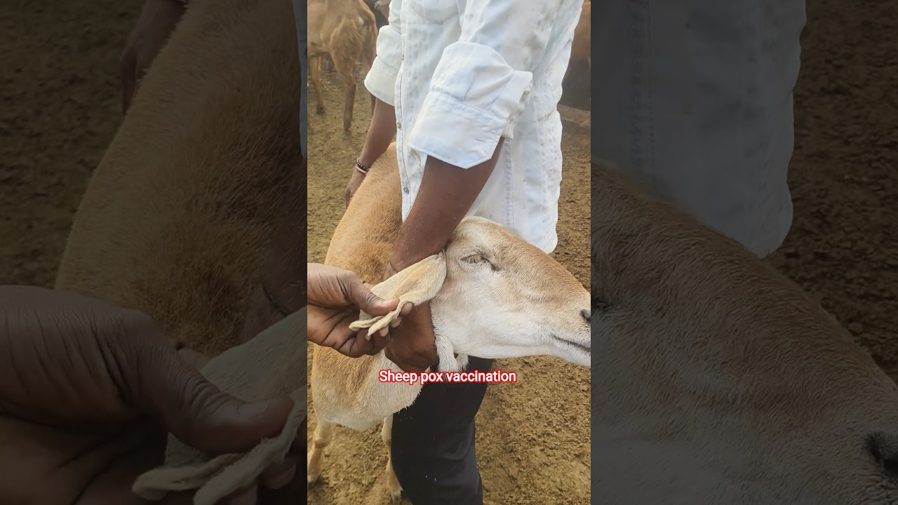 sheep pox vaccination #sheepfarming #sheep #sheepdisease #vaccination #farming #veterinarymedicine