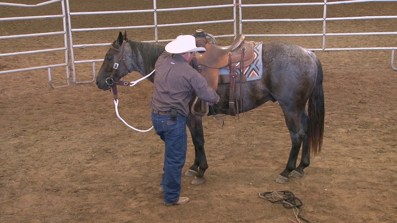 Colt Starting Principles (Part 2)