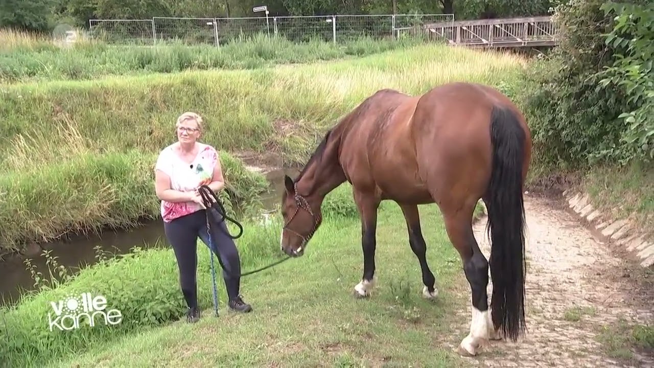 Pferd dauerhaft im Stress – so erkennst & löst du die Ursachen | Andrea Kutsch im ZDF