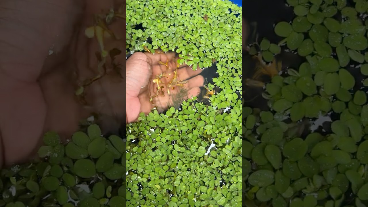 🐟 2 Guppyல ஆரம்பிச்சது 200 Guppies ஆகிட்டுச்சு 🔥 Guppy Breeding Magic
