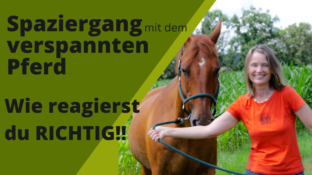 Der entscheidende Moment beim Spaziergang mit dem Pferd I Angst am und auf dem Pferd