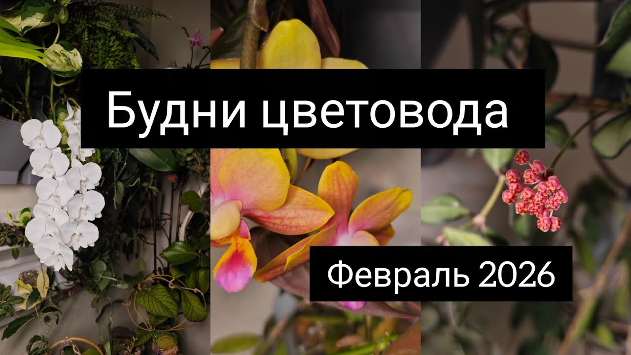Будни цветовода.февраль 2026