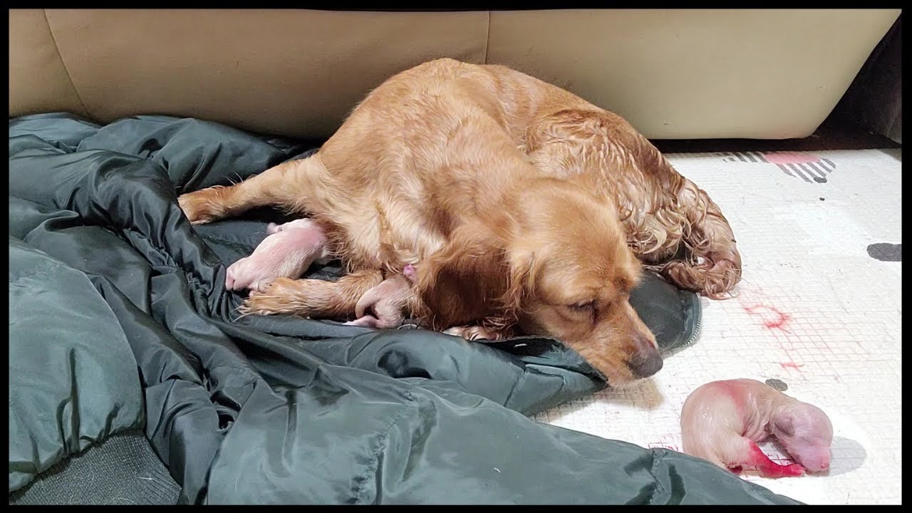 생명의탄생!!/puppy maternity/the birth of a puppy./어미개의 반응/
