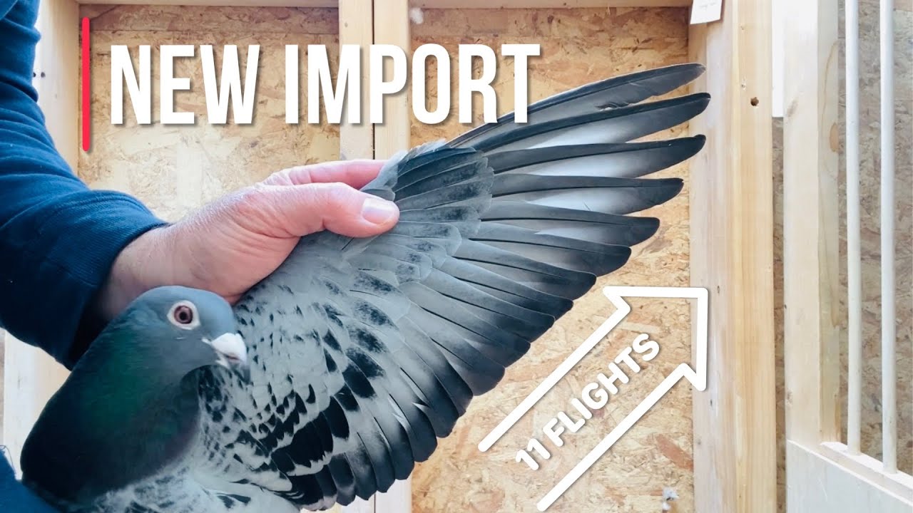 First imported racing pigeon!!