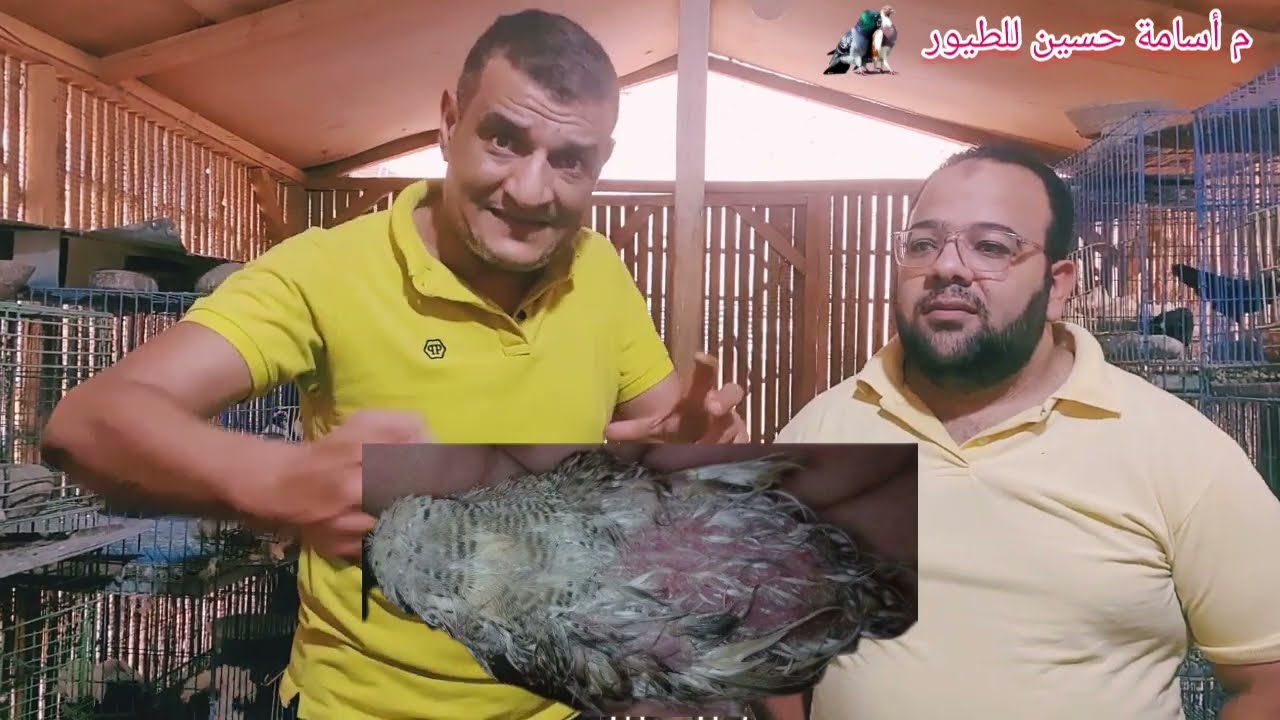 #العصافير فيها مشكلة القلش الفرنسي (فرنش مولت) شوف الاعراض والعلاج وخلي بالك ده مش سوسة أصل الريش