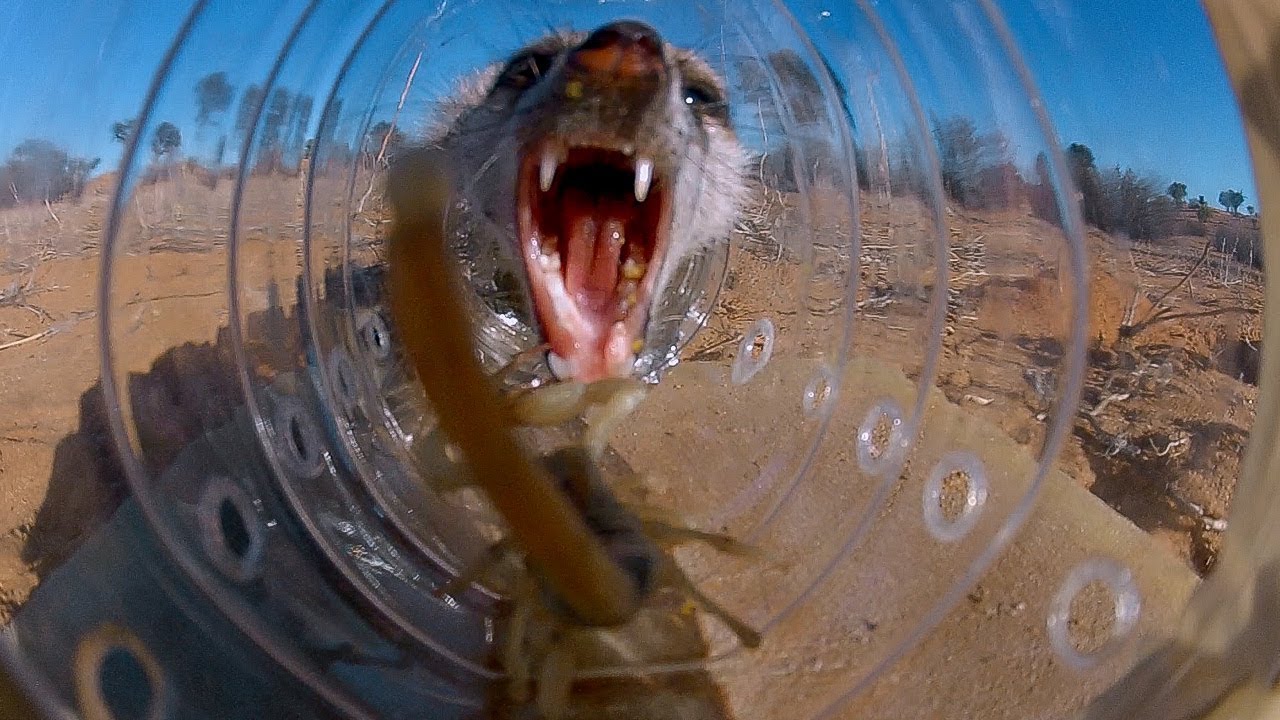 Genius Meerkats Solve Puzzles | BBC Earth