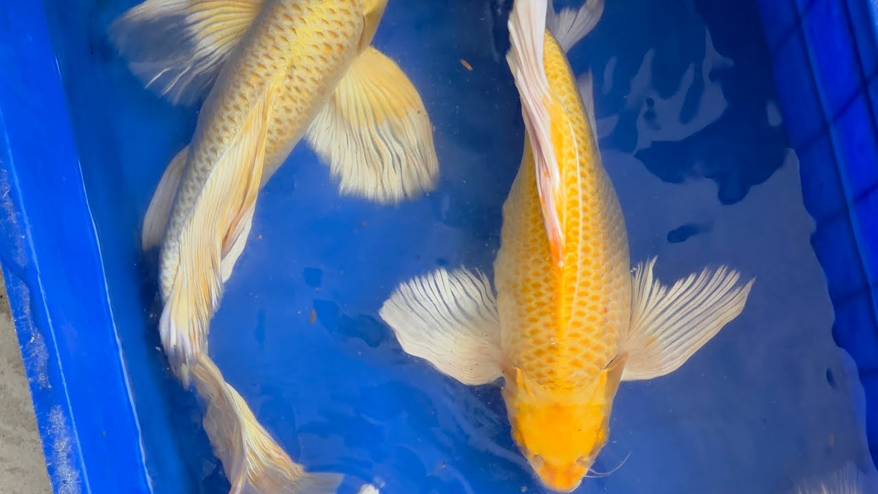 Cá Chép Phi Tần Vàng u45, ông tiên koi red albino, Cá chép koi, Thủy sinh guppy